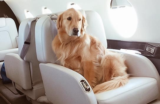 Перевозка домашних животных самолетами S7